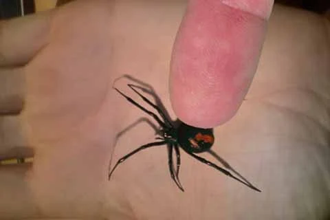    Magic Spider- screenshot  