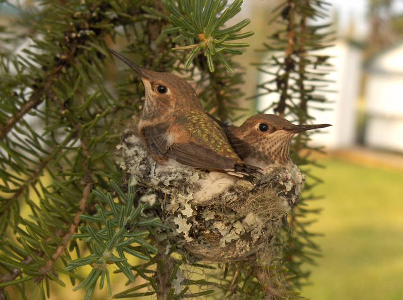 Rufous Hummingbird (nestlings)