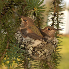 Rufous Hummingbird (nestlings)