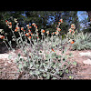 Small-leafed globe mallow