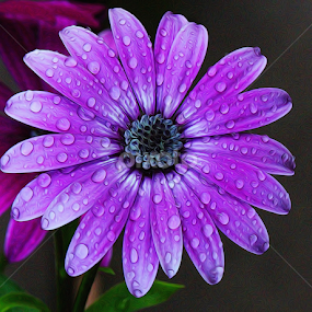 by Dipali S - Digital Art Things