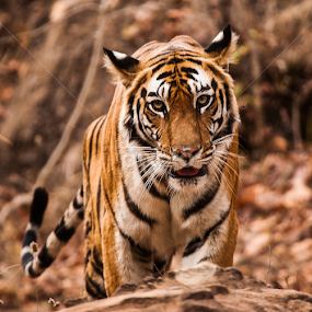 Tiger by Nigel Atkins - Animals Lions, Tigers & Big Cats