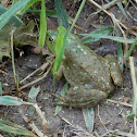 Bullfrog