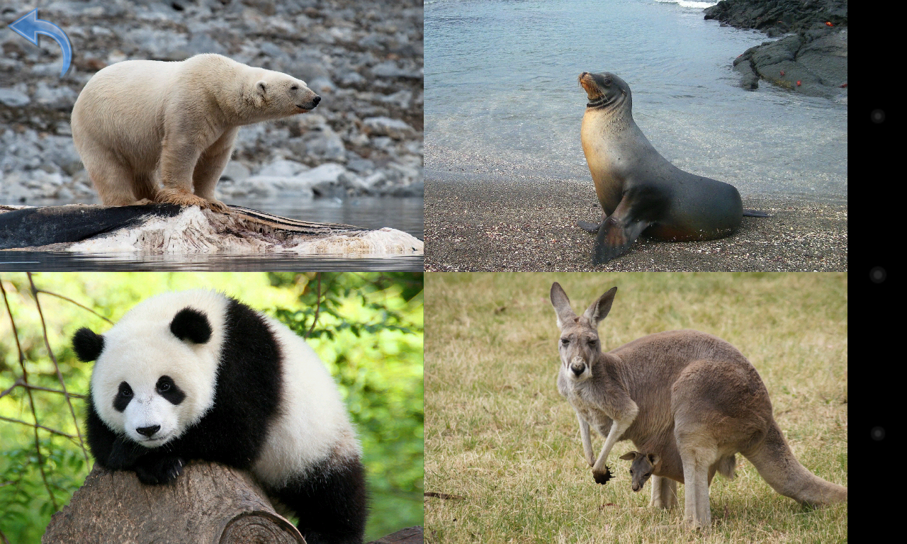 Animals for Kids - Flashcards - Android Apps on Google Play