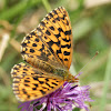 Weavers Fritillary