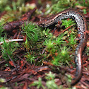 Oregon Slender Salamander