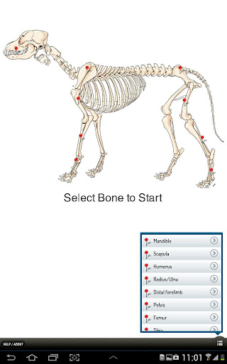 Small Animal Fracture Mgmt