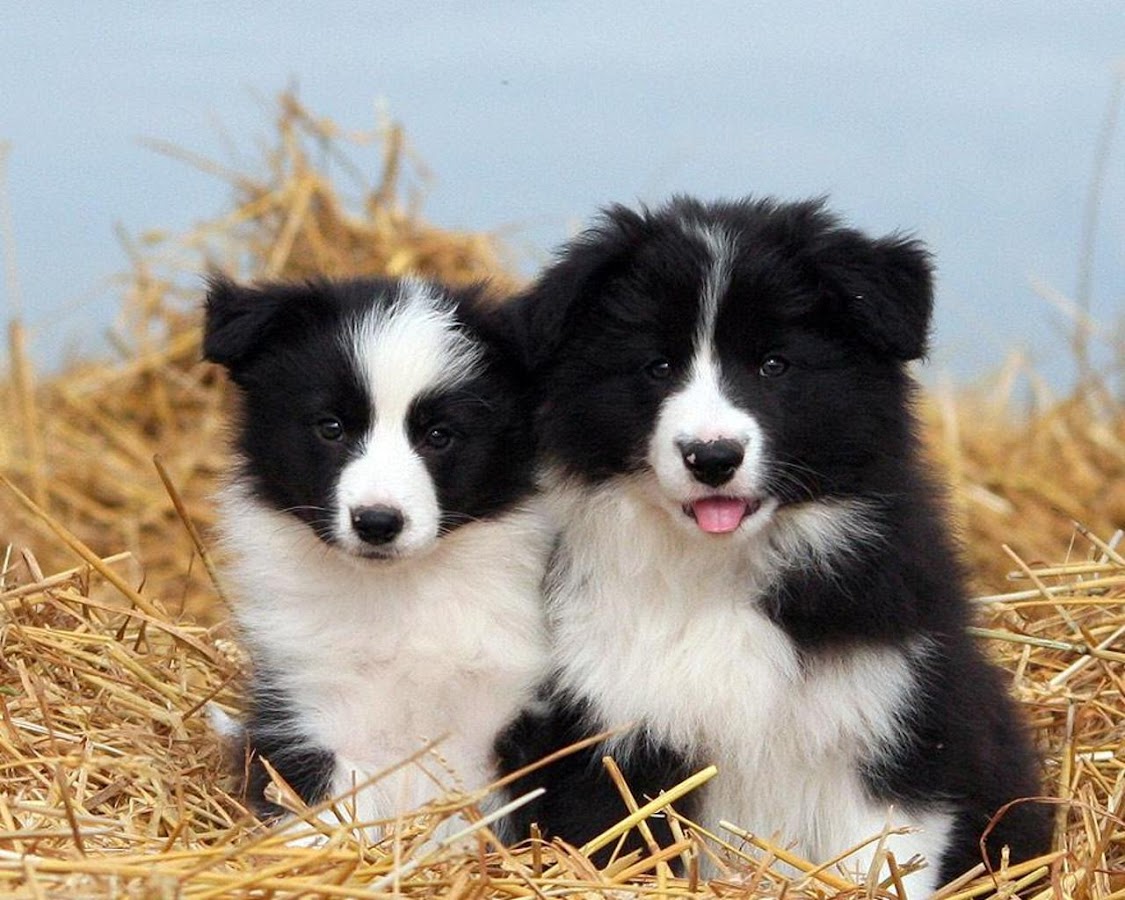 Border Collie Wallpapers Apl Android Di Google Play