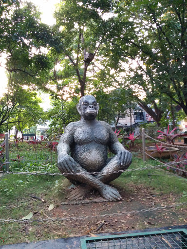 The Meditating Monkey