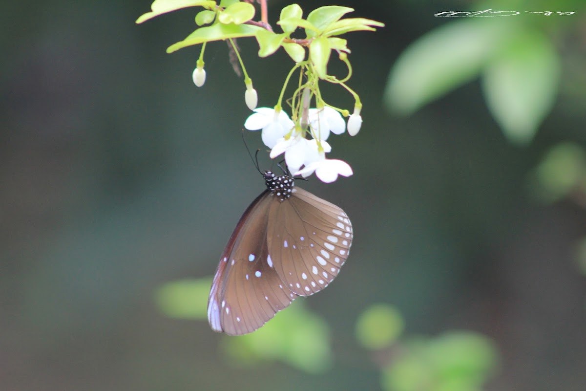 uncertain butterfly