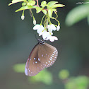 uncertain butterfly