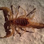 Mediterranean scorpion