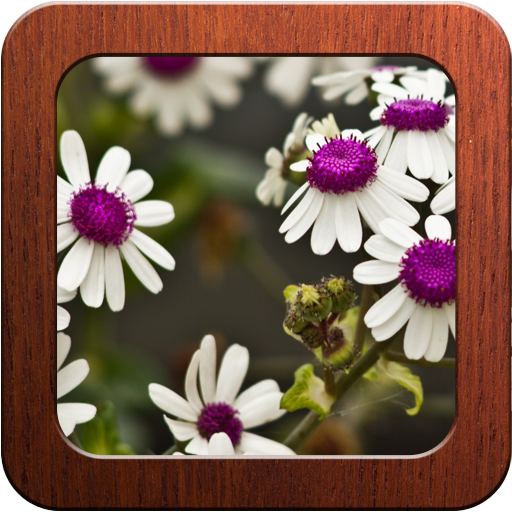 Best Flower Photo Frames