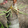 Euphorbia Bupleurifolia