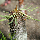 Euphorbia Bupleurifolia
