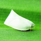 Flatid Planthopper