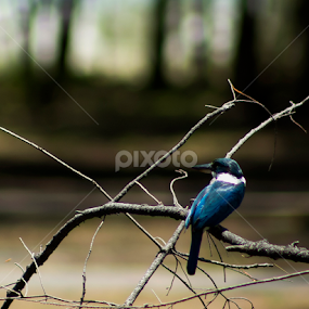 Bird by Nazri Rahman - Animals Birds