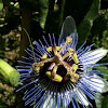 Royal Blue Passion Flower