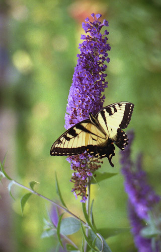 Yellow Swallowtail Butterfly