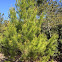 Sand Pine Tree