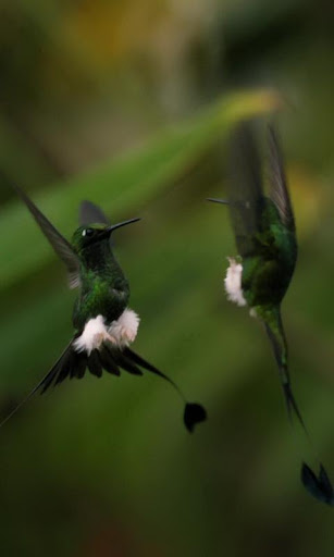 Graceful birds dance