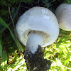 Field mushroom