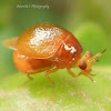 Beetle fly