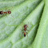 Crematogaster Ant mimic Spider