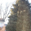 Spruce tree