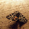 ornate tiger moth
