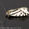 Spotted Sulphur Moth