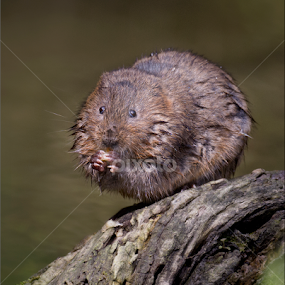 Water Vole by Marlene Finlayson - Animals Other Mammals