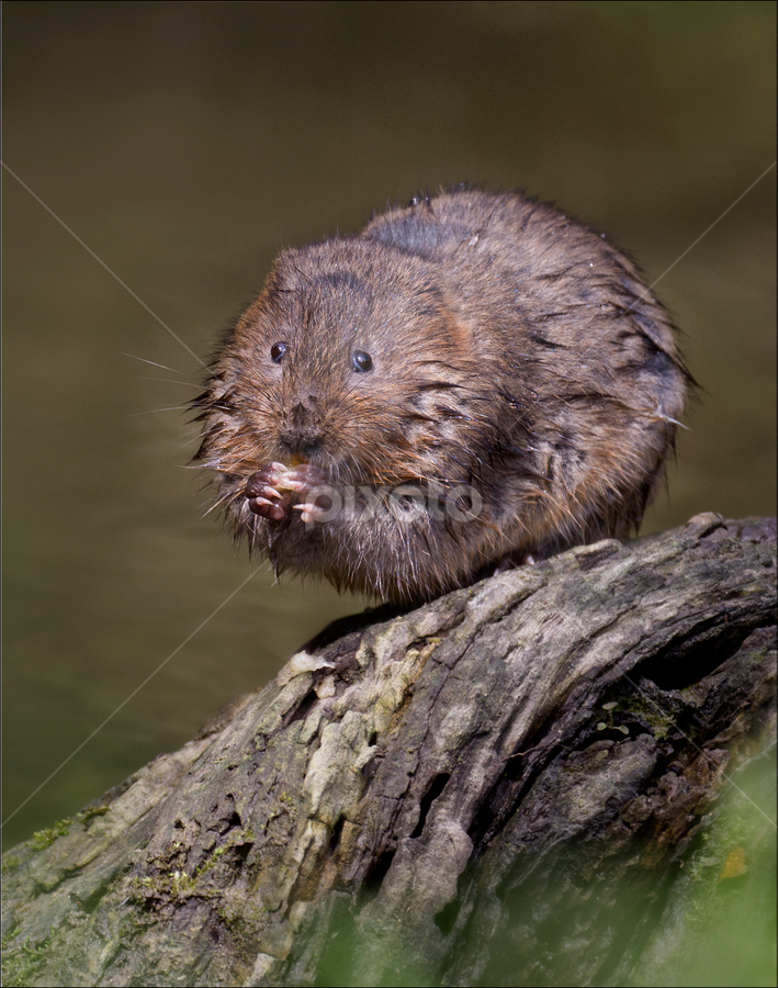 Water Vole by Marlene Finlayson - Animals Other Mammals