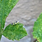 Brazilian Leafhopper