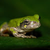 Cope's gray tree frog (juvenile)