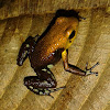 Supatá Golden Frog