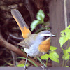 Cape Robin-chat