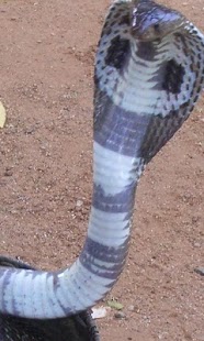 Cobra Wallpapers Screenshots 4