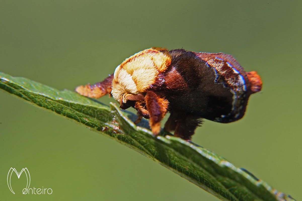Flanel moth