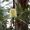 Banksia Sp.