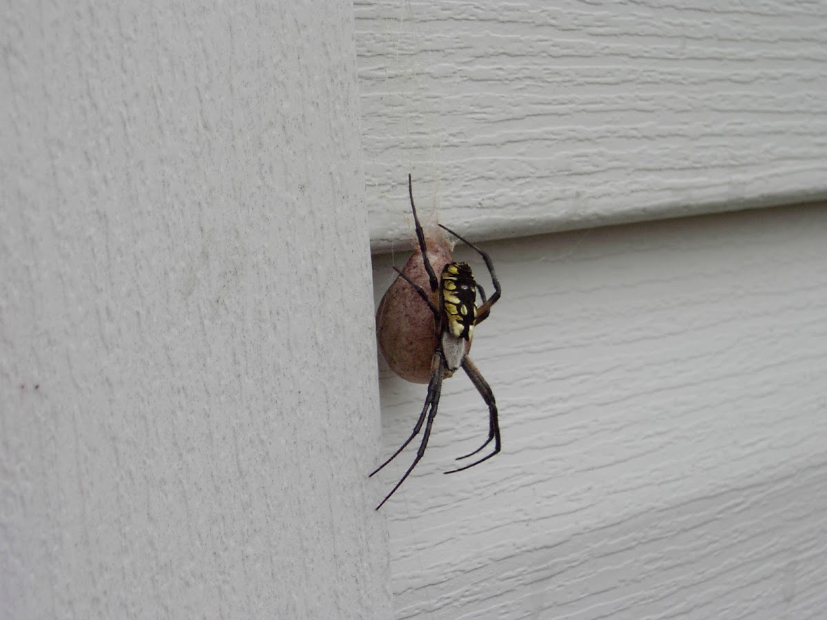 Black and Yellow Garden Spider with Egg Sac