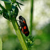 Black-Red Froghopper