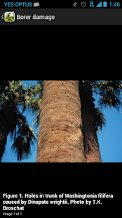 Palm Symptoms Key(圖4)-速報App