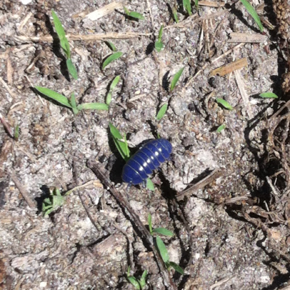 Roly Poly Bug Project Noah