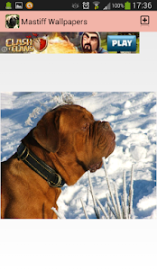 Free Download Mastiff Wallpapers APK