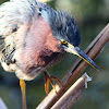 green heron