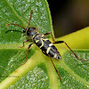 Wasp beetle