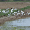 Flock Of Little Egret And Black Headed Ibis