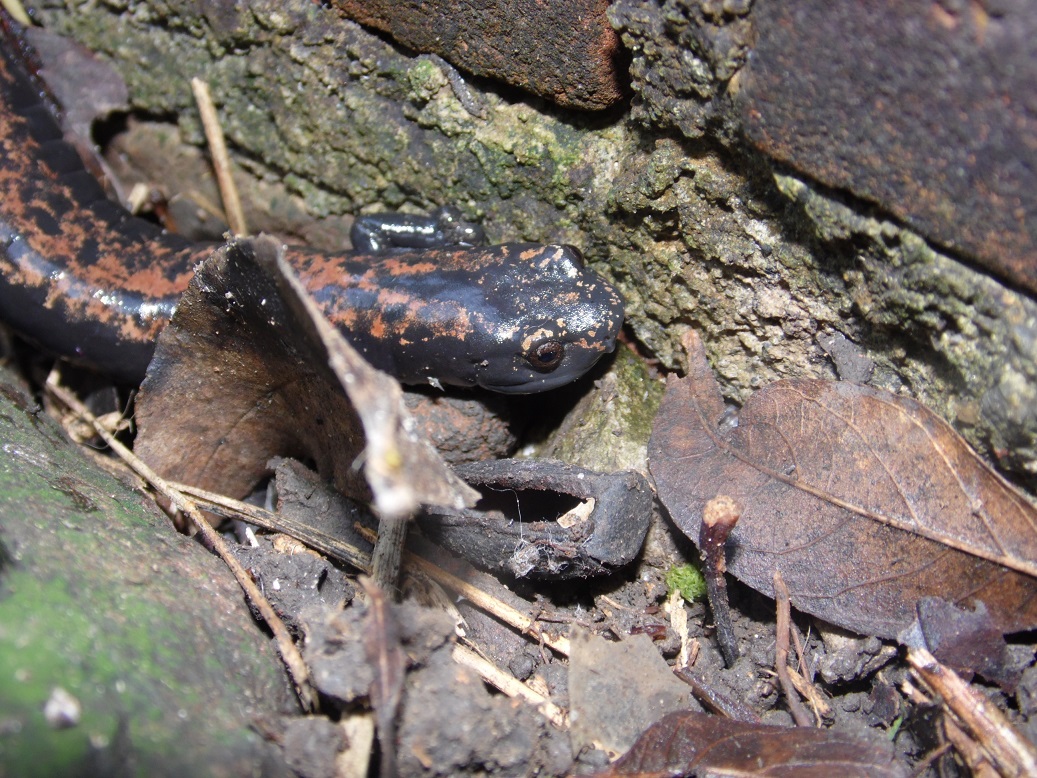 Broad-footed Salamander