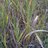 Riparian grass